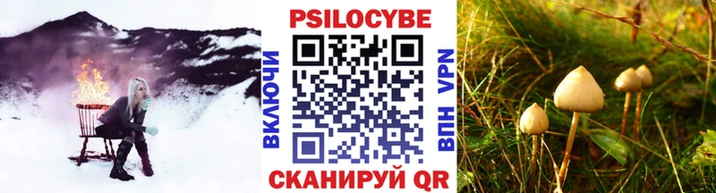 купить   Белебей  Псилоцибиновые грибы Psilocybine cubensis 